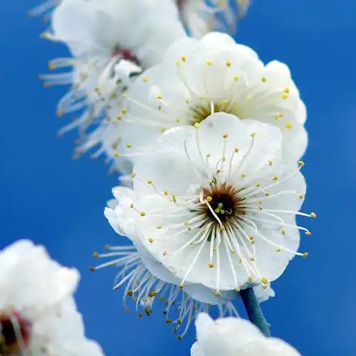 西安植物园梅花展之高调白梅花