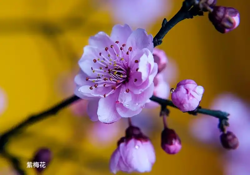 梅花品种识别——请按照"三系,五类,十八型"区分