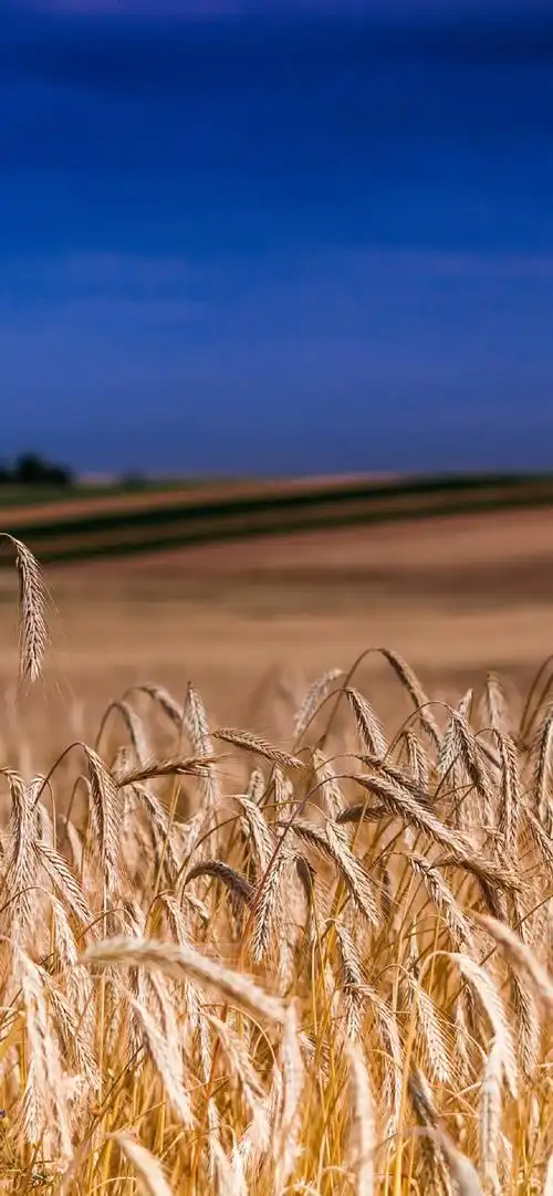 美丽麦田风光摄影高清手机壁纸-风景-手机壁纸下载-美桌网