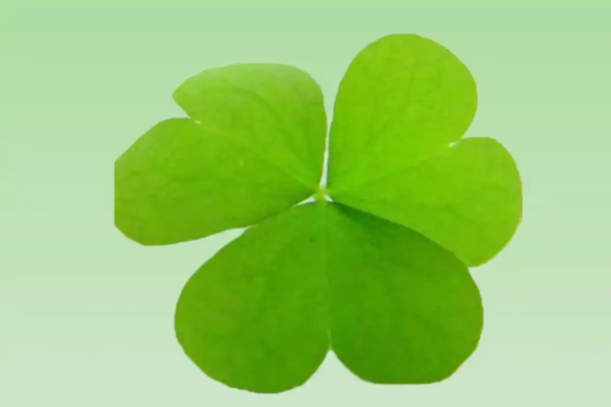 【清新唯美】 传说, 在三叶草中,找到四片叶子的,就是幸运草, 将会有