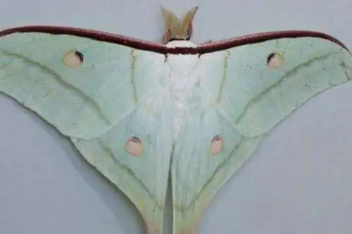 长尾水清蛾:长有丝带状尾突(成年后没有口器/寿命极短)