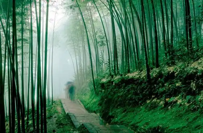 隐居竹林 四川宜宾纳凉地