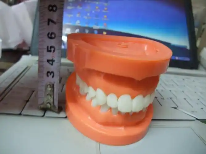 跨境专供标准牙颌 牙齿模型 成人牙齿标准模型 医生口腔礼品