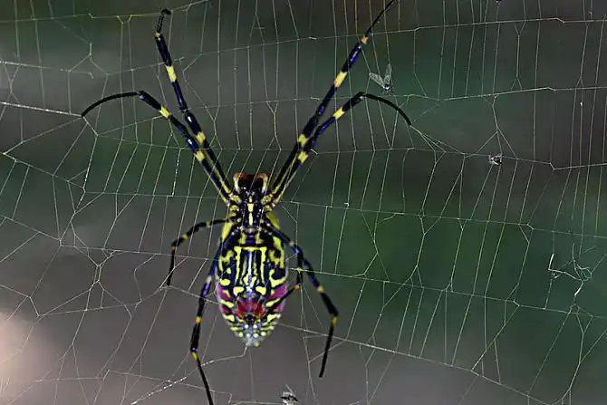 2021-03-15 23:15:5901:3965上一个:大王花下一个:树袋熊-考拉小蜘蛛