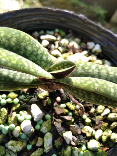 兰花-洋兰-兜兰-玉女兜兰