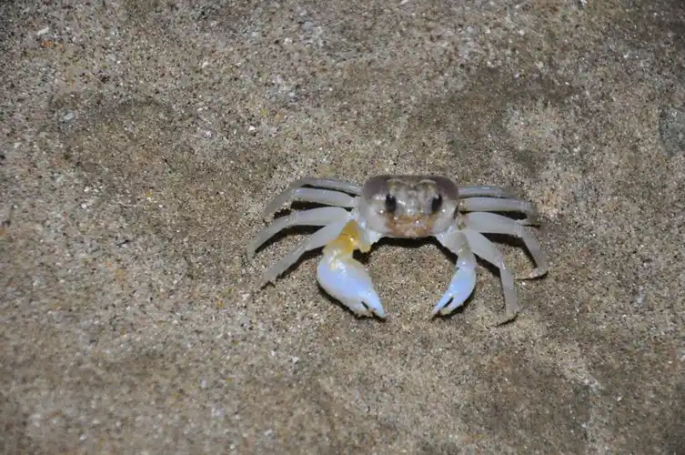 海边,沙滩,小螃蟹