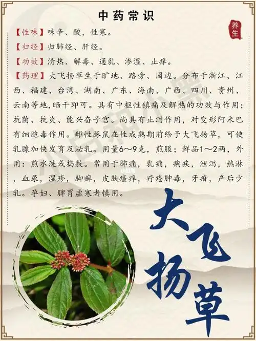 每天了解一种中药:大飞扬草_中药_大飞扬草_医疗健康_医疗药品