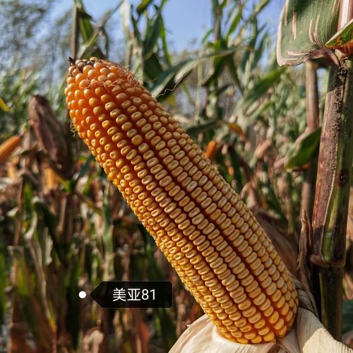 美亚81玉米种子,紫杆紫叶棒粗粒深,积温2650-2750地区种植