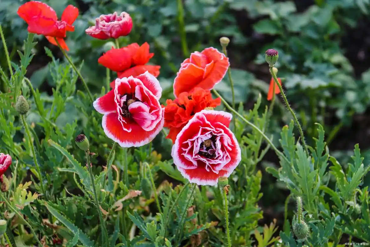 罂粟花美丽,充满诱惑,