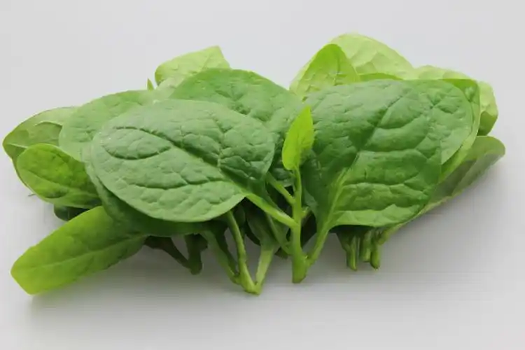 吃木耳菜的禁忌