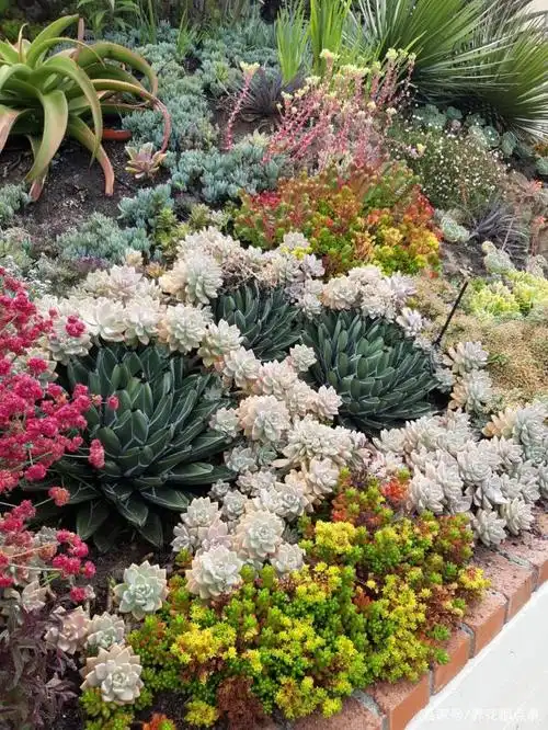 多肉成片地栽才能出效果,花10万做个花园,必定是网红打卡圣地