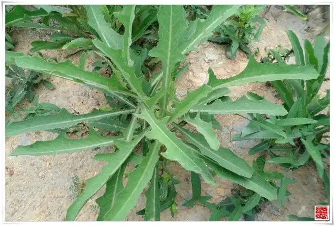 苣荬菜也是苦菜的一种.其花颇香.