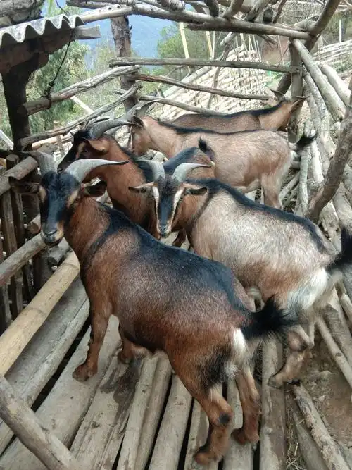 热待好山羊纯天然吃草都是好品质好肉质