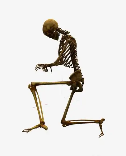 关键词 : 产品实物,骷髅,骨头,骨骼,身体[声明] 觅元素所有素材为用户