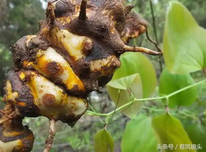 菝葜别名金刚藤 主治风湿关节痛 跌打损伤 糖尿病