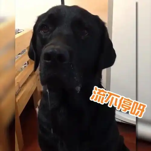 传说中的「垂涎三尺」!汪星人苦等放饭,口水竟流满地xd