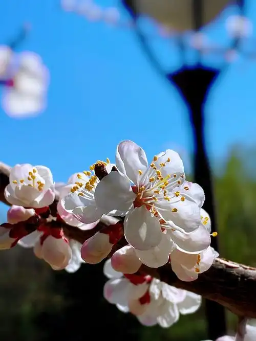 【首发】杏花盛开春光美
