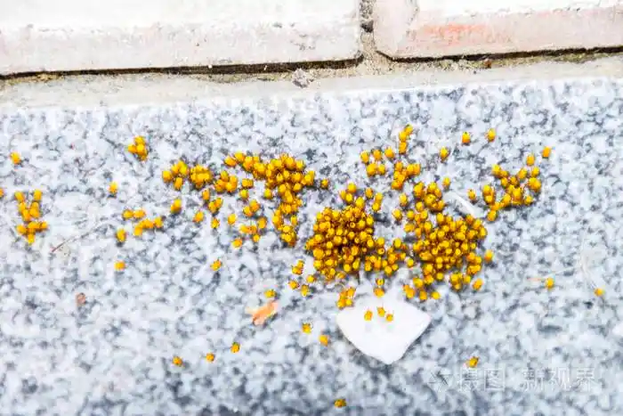 幼蜘蛛孵出的巢蛋新生的殖民地