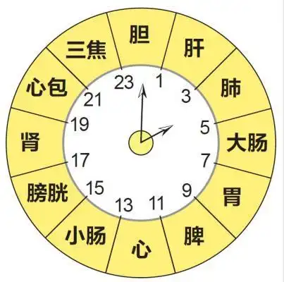 根据中医的脏腑时辰,规划有规律的作息.