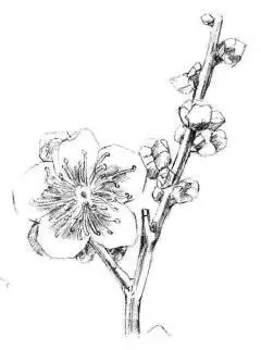 梅花素描画法