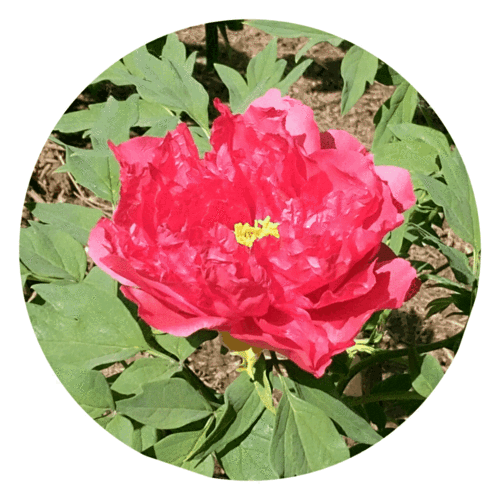 赏花 国色天香唯牡丹 写美篇   在春暖花开的季节里,绚丽绽放,花絮