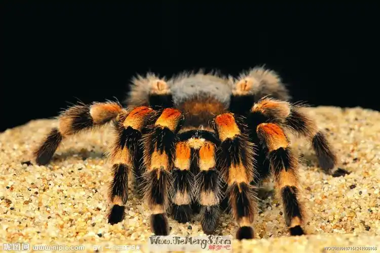 梦见彩色大蜘蛛的周公解梦