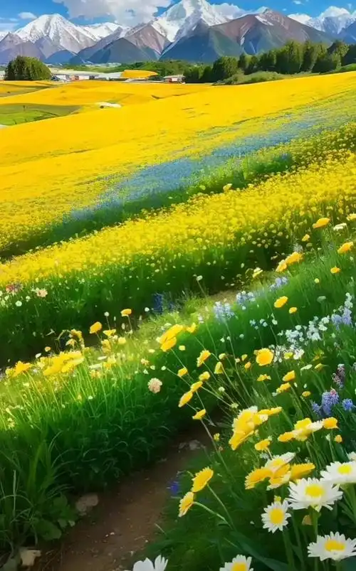 蓝天,白云,鲜花,美如一幅画卷!