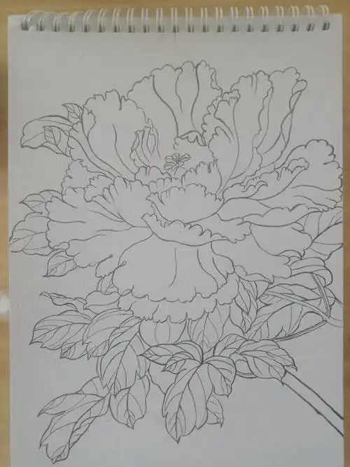 雍容华贵——牡丹 - 简书