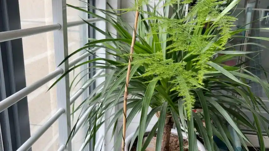 吾家文竹已长落