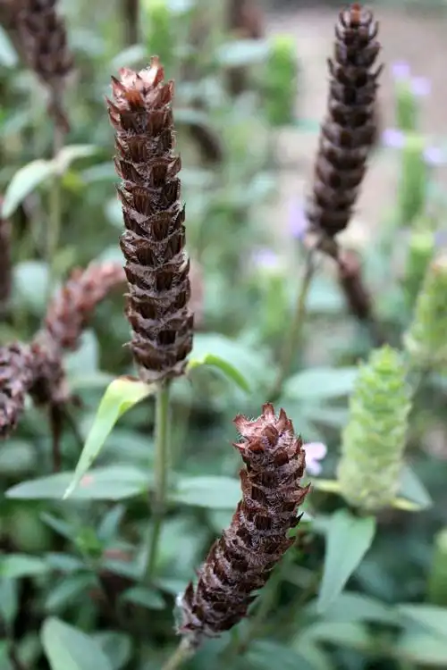 护肝草药-夏枯草
