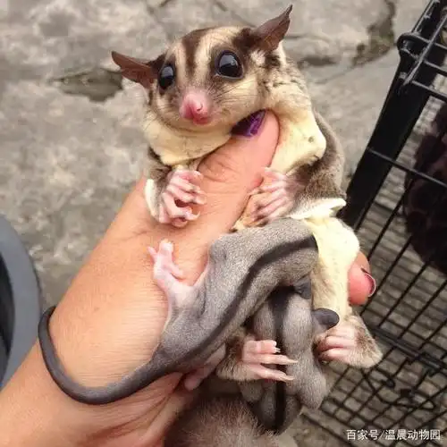 蜜袋鼯不同于任何其他常见宠物,繁殖期间需要铲屎官注意这些问题