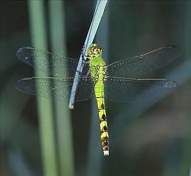 绿蜻蜓图片