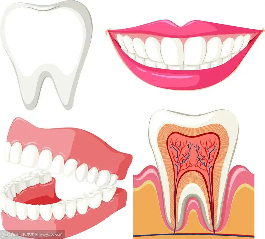 显示口腔和牙齿的图表