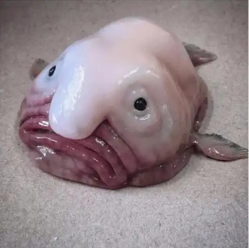 这21种深海生物照片你可能见都没见过的奇葩