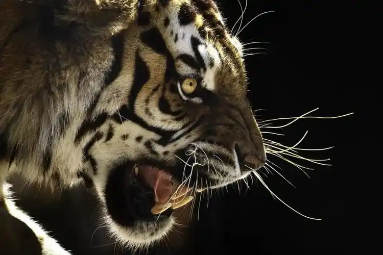 一头猛虎突然冲进豪宅区 当街追人 壮汉拔枪 下一秒众人吓呆!