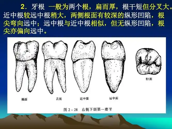 口腔下颌磨牙解剖形态ppt