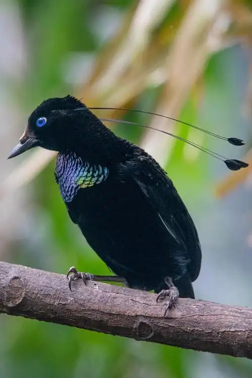 雀形目极乐鸟科六线风鸟属劳氏六线风鸟
