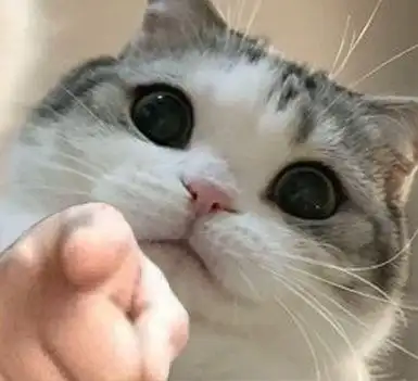 求一些猫猫狗狗手指着你的表情包