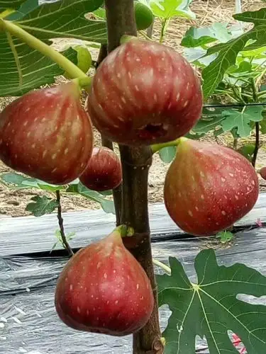 波姬红无花果低价出售山东无花果苗有什么品种