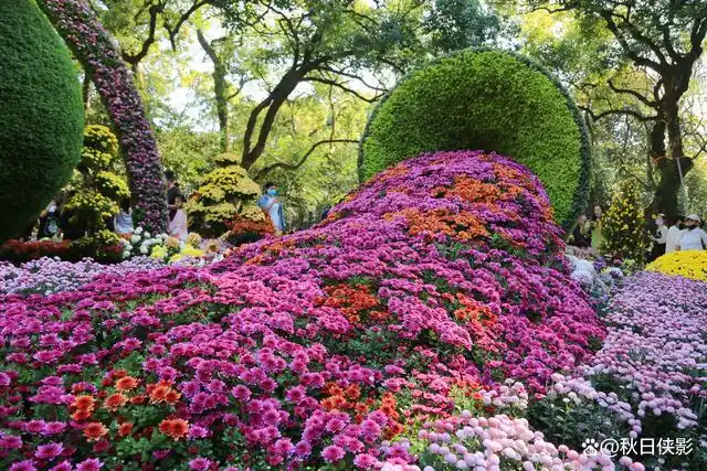 杭州这花展为何会火爆?实地打卡后发现确实胜过往年,精彩纷呈