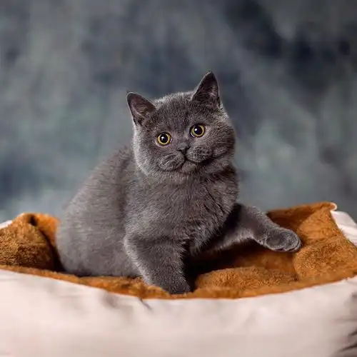 英短蓝猫美短加白宠物猫活体物金银渐层纯种猫咪幼猫矮脚波斯孟买