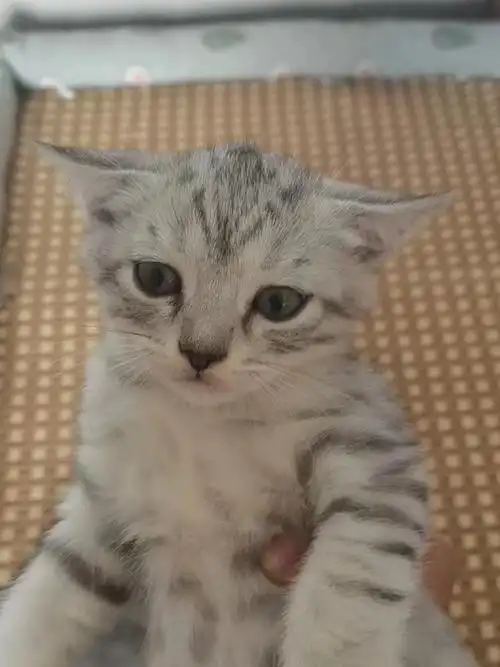 5月1号出生的猫弟弟,有喜欢的来咨询,英短虎斑猫,#英短虎斑  自提哟