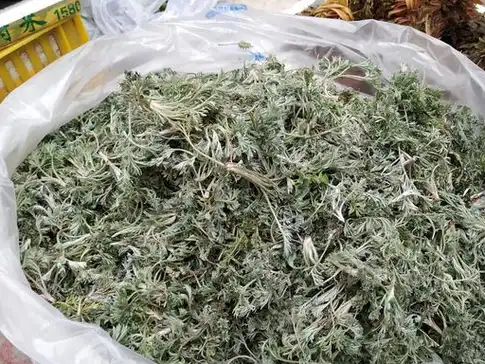 民间流传着这样一句话:"三月茵陈四月蒿,五月砍了当柴烧".