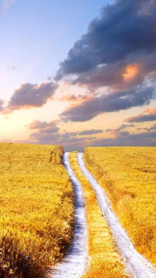 iphone 壁纸 丰收的麦田