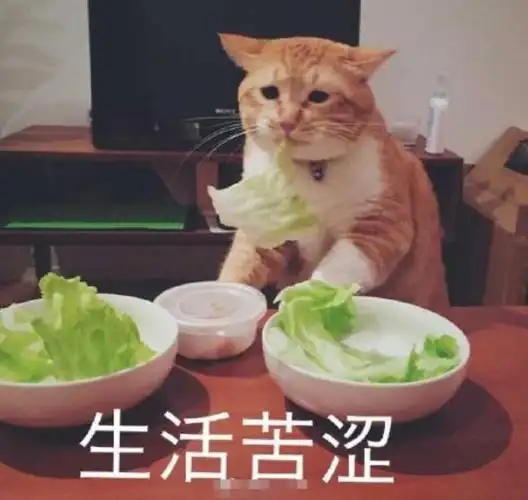 网络最火搞笑图片热门搞笑表情包50张