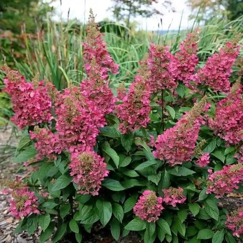 夏季花园劳模:栎叶绣球红宝石拖鞋 👠【小红书推荐】亲测好评!栎叶