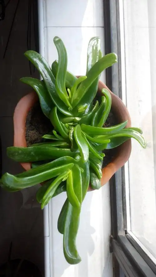 碧叶金花佛手掌