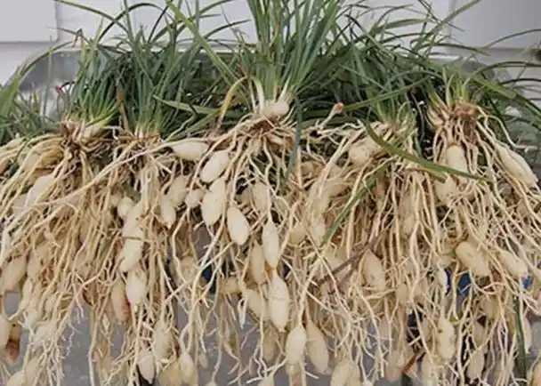 麦冬 山麦冬 阔叶山麦冬(如何选购麦冬种子) - 冷求网