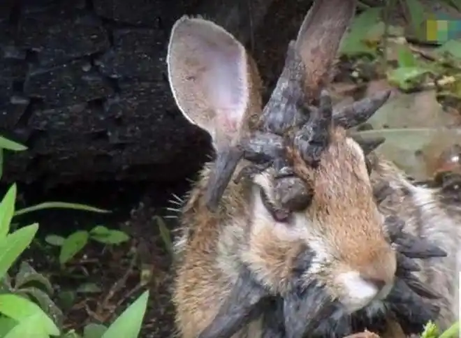 顺便还拍了一段视频,很多人都觉得这只兔子很吓人,但是也很可怜