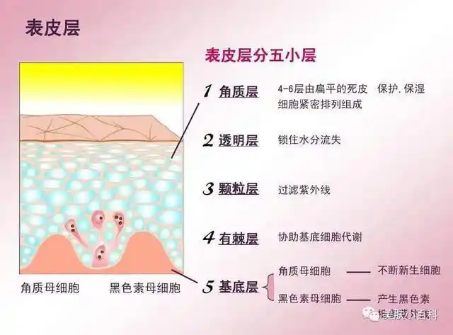 它们分别各尽其责,咱们先来聊一聊裸露在最外面的角质层吧.